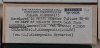 Fuligo cinerea image